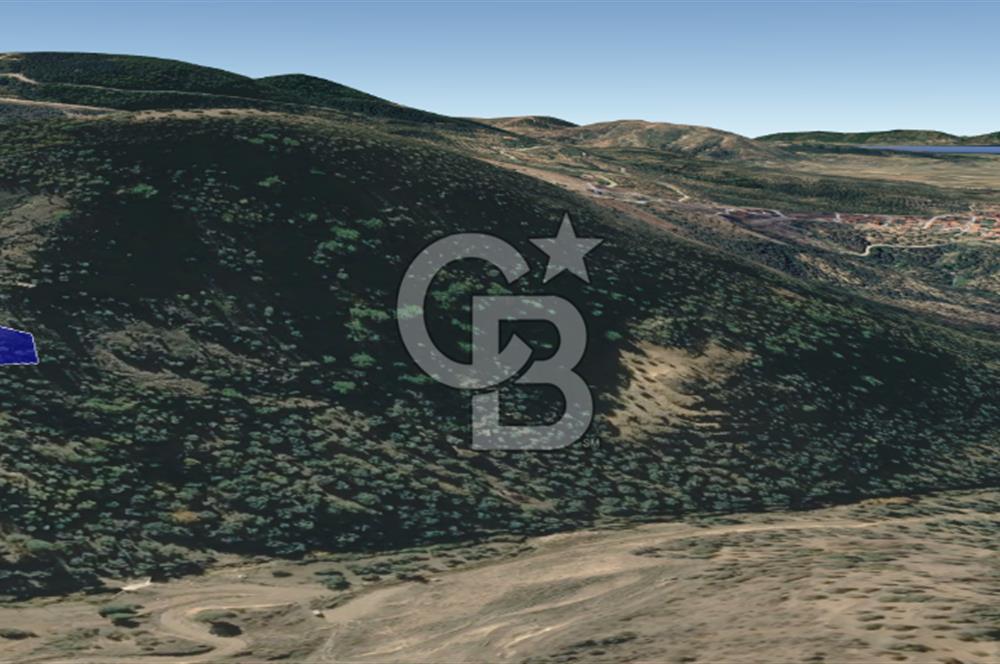 CB KiNG'DEN BALIKESİR/GÖMEÇ ULUBEYLER MAHALLESİ SATILIK ZEYTİNLİK