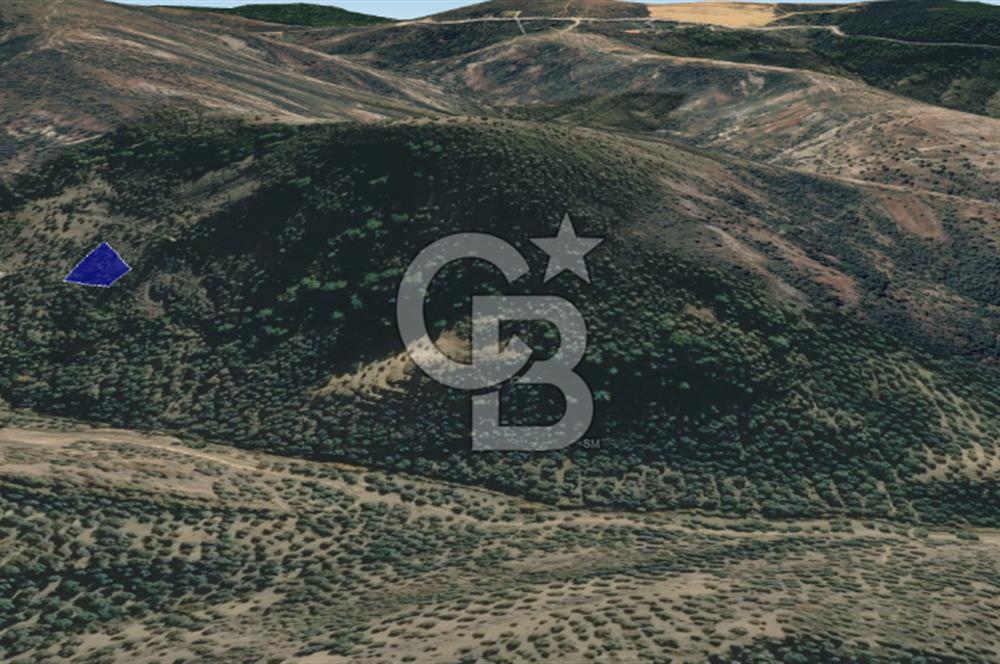 CB KiNG'DEN BALIKESİR/GÖMEÇ ULUBEYLER MAHALLESİ SATILIK ZEYTİNLİK