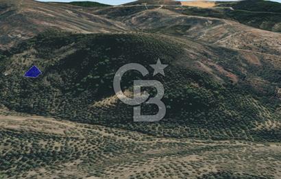 CB KiNG'DEN BALIKESİR/GÖMEÇ ULUBEYLER MAHALLESİ SATILIK ZEYTİNLİK