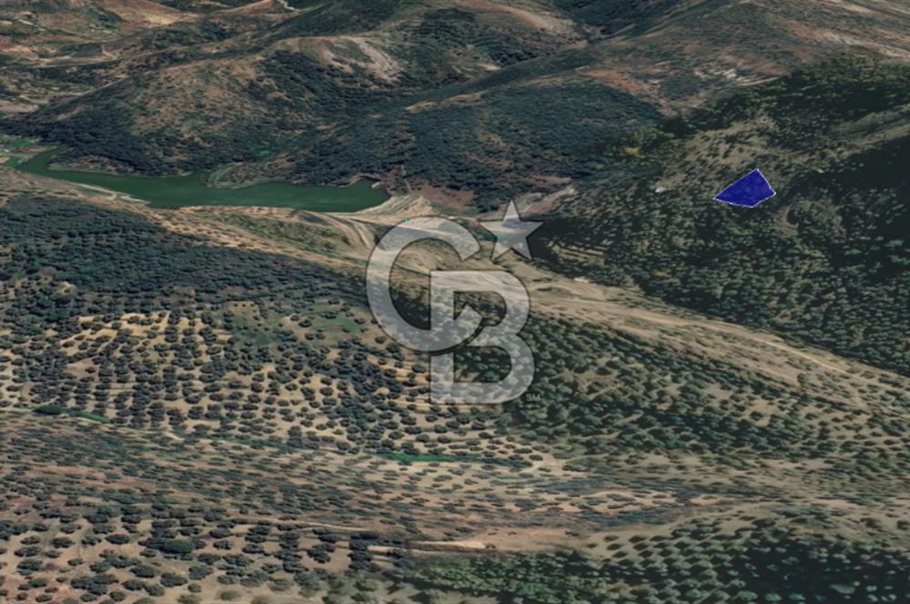 CB KiNG'DEN BALIKESİR/GÖMEÇ ULUBEYLER MAHALLESİ SATILIK ZEYTİNLİK