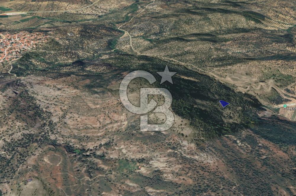 CB KiNG'DEN BALIKESİR/GÖMEÇ ULUBEYLER MAHALLESİ SATILIK ZEYTİNLİK
