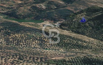 CB KiNG'DEN BALIKESİR/GÖMEÇ ULUBEYLER MAHALLESİ SATILIK ZEYTİNLİK