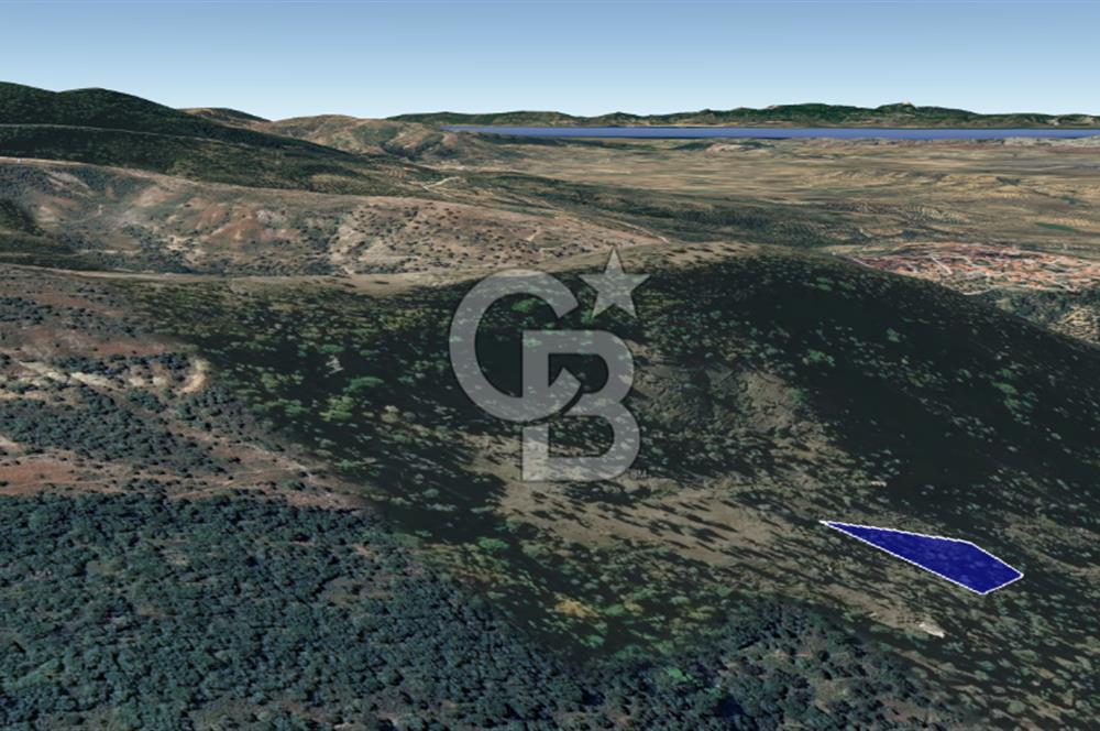 CB KiNG'DEN BALIKESİR/GÖMEÇ ULUBEYLER MAHALLESİ SATILIK ZEYTİNLİK