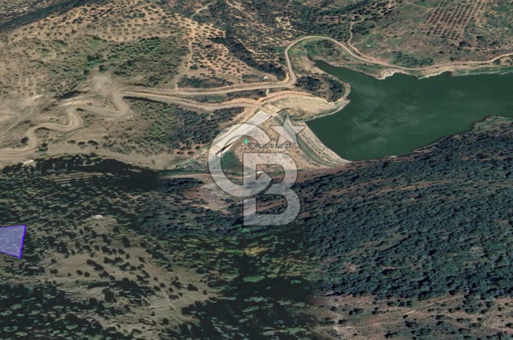 CB KiNG'DEN BALIKESİR/GÖMEÇ ULUBEYLER MAHALLESİ SATILIK ZEYTİNLİK