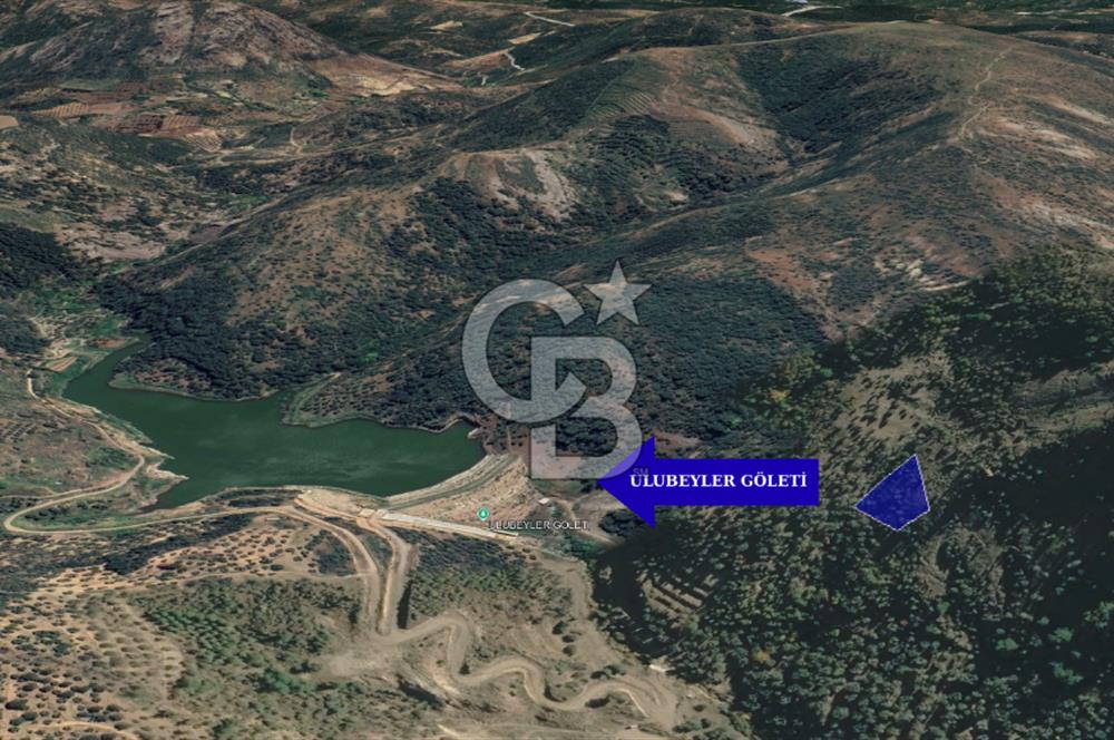 CB KiNG'DEN BALIKESİR/GÖMEÇ ULUBEYLER MAHALLESİ SATILIK ZEYTİNLİK
