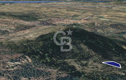 CB KiNG'DEN BALIKESİR/GÖMEÇ ULUBEYLER MAHALLESİ SATILIK ZEYTİNLİK
