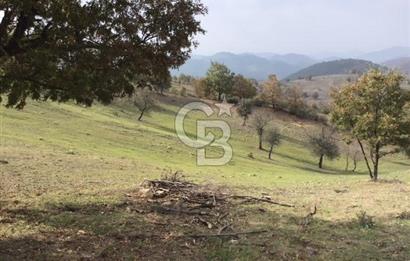 CB KiNG'DEN BALIKESİR/DURSUNBEY ÇANAKÇI MAHALLESİ SATILIK TARLA