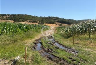 CB KiNG'DEN BALIKESİR/GÖKÇEYAZI KÖSEAĞALAR MAH. SATILIK TARLA 