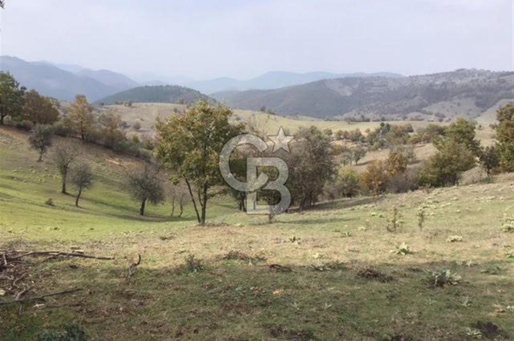 CB KiNG'DEN BALIKESİR/DURSUNBEY ÇANAKÇI MAHALLESİ SATILIK TARLA