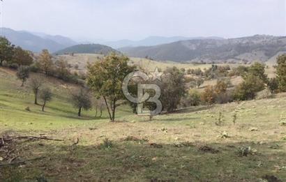 CB KiNG'DEN BALIKESİR/DURSUNBEY ÇANAKÇI MAHALLESİ SATILIK TARLA