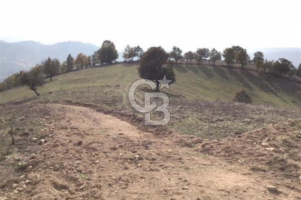 CB KiNG'DEN BALIKESİR/DURSUNBEY ÇANAKÇI MAHALLESİ SATILIK TARLA