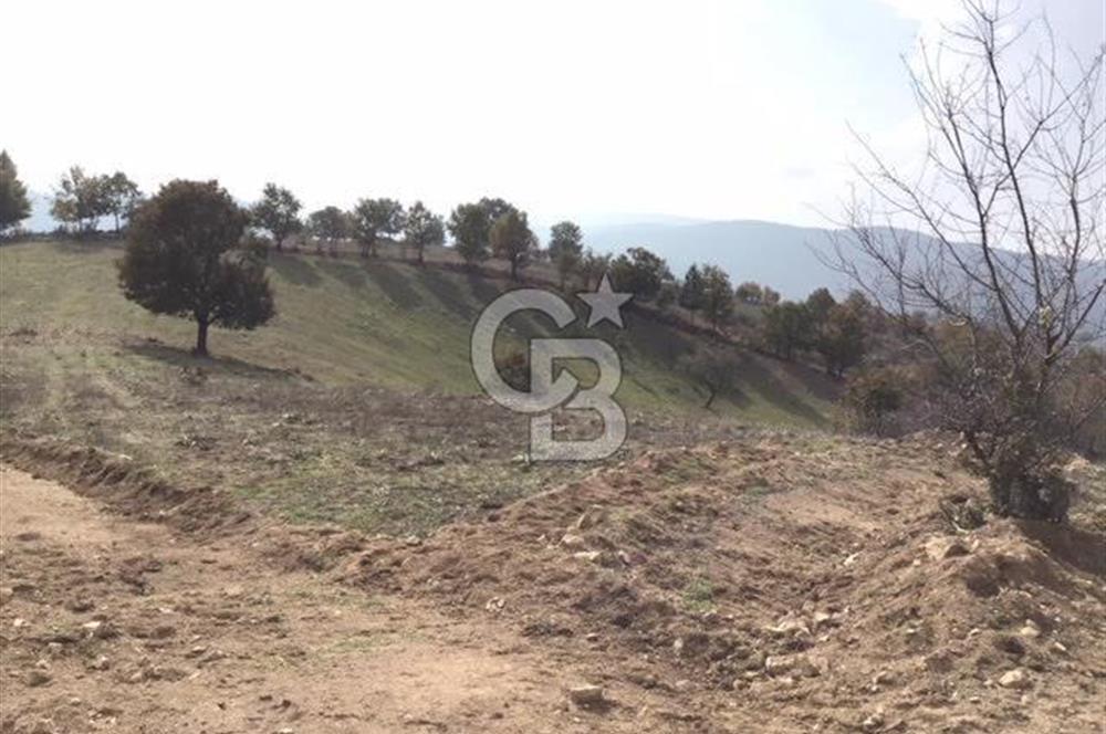 CB KiNG'DEN BALIKESİR/DURSUNBEY ÇANAKÇI MAHALLESİ SATILIK TARLA