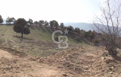 CB KiNG'DEN BALIKESİR/DURSUNBEY ÇANAKÇI MAHALLESİ SATILIK TARLA