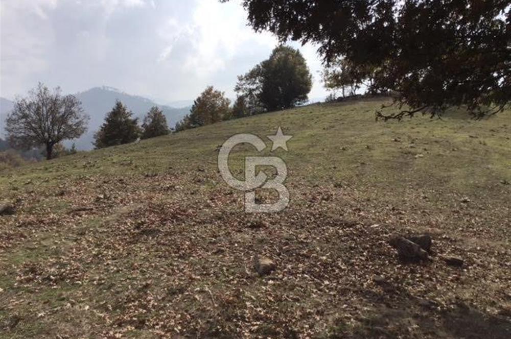 CB KiNG'DEN BALIKESİR/DURSUNBEY ÇANAKÇI MAHALLESİ SATILIK TARLA