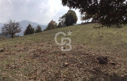 CB KiNG'DEN BALIKESİR/DURSUNBEY ÇANAKÇI MAHALLESİ SATILIK TARLA