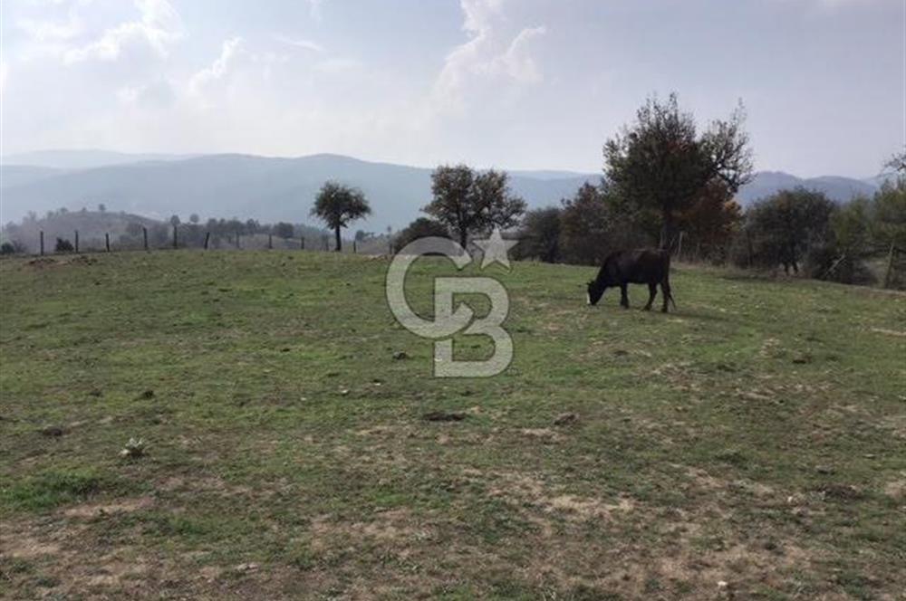 CB KiNG'DEN BALIKESİR/DURSUNBEY ÇANAKÇI MAHALLESİ SATILIK TARLA