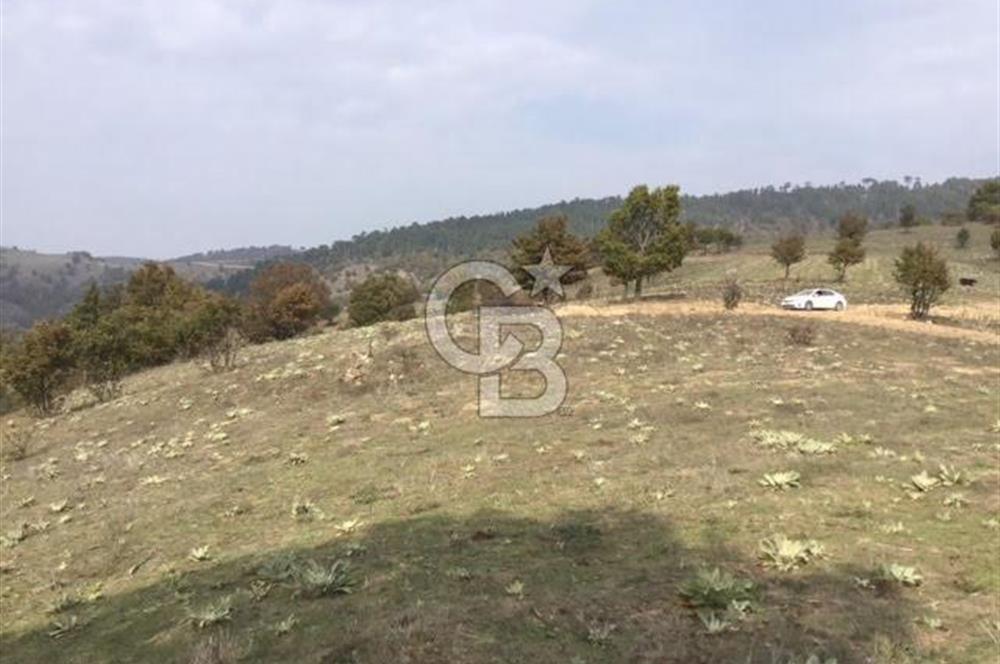 CB KiNG'DEN BALIKESİR/DURSUNBEY ÇANAKÇI MAHALLESİ SATILIK TARLA
