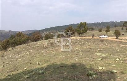 CB KiNG'DEN BALIKESİR/DURSUNBEY ÇANAKÇI MAHALLESİ SATILIK TARLA