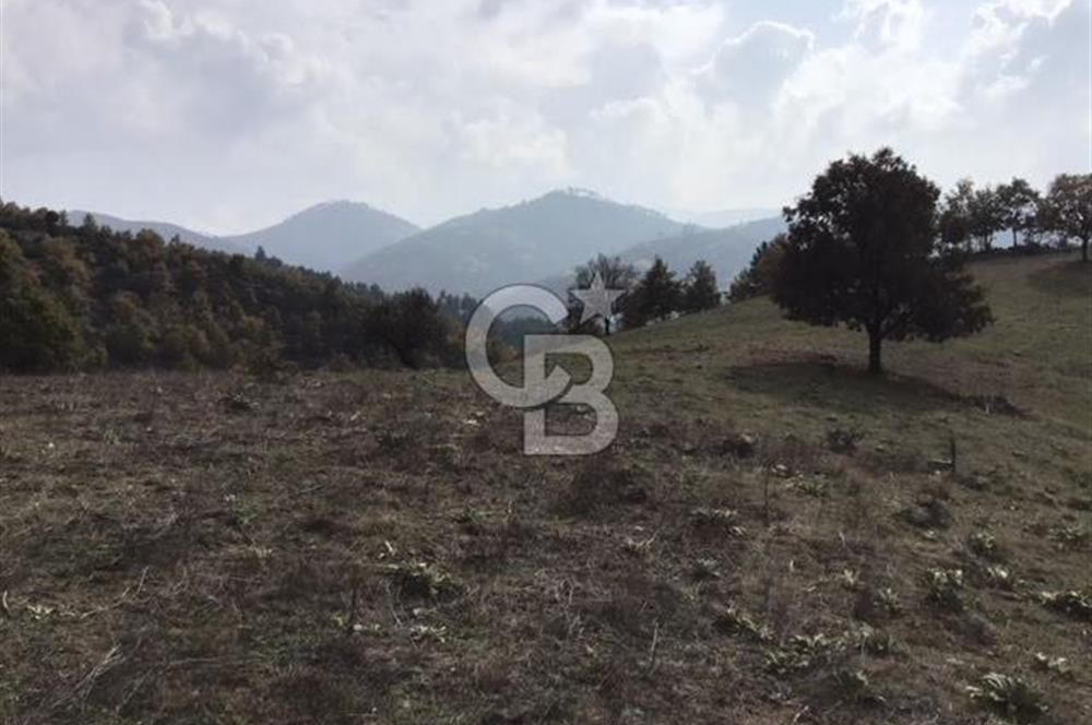 CB KiNG'DEN BALIKESİR/DURSUNBEY ÇANAKÇI MAHALLESİ SATILIK TARLA