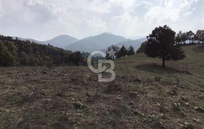CB KiNG'DEN BALIKESİR/DURSUNBEY ÇANAKÇI MAHALLESİ SATILIK TARLA