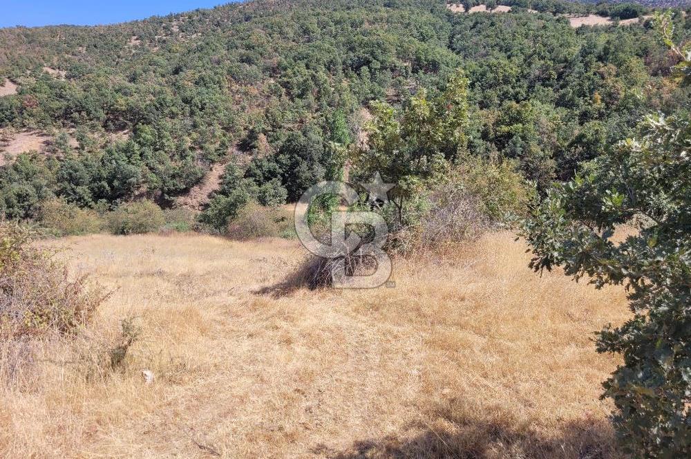 Manisa Kula'da satılık tarla