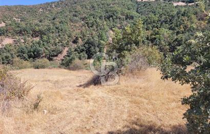 Manisa Kula'da satılık tarla
