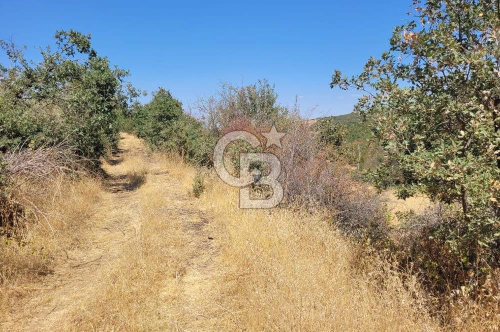 Manisa Kula'da satılık tarla