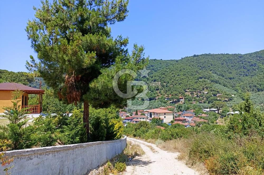 ARMUTLU FISTIKLI'DA ELEKTRİK SU ÇEKİLİ İÇİNDE EV OLAN ZEYTİNLİK