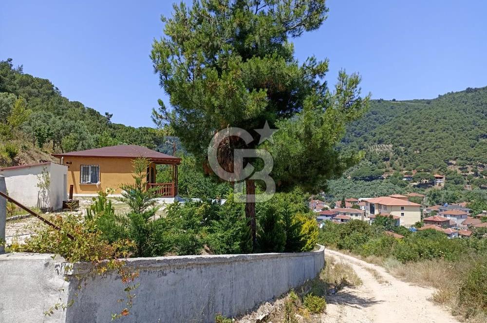 ARMUTLU FISTIKLI'DA ELEKTRİK SU ÇEKİLİ İÇİNDE EV OLAN ZEYTİNLİK