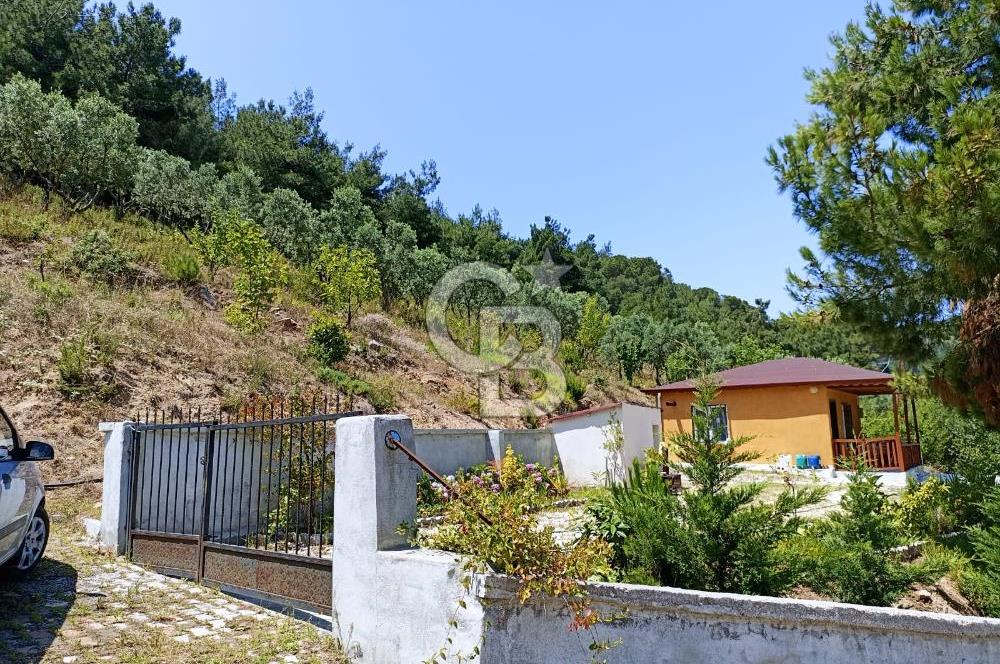 ARMUTLU FISTIKLI'DA ELEKTRİK SU ÇEKİLİ İÇİNDE EV OLAN ZEYTİNLİK