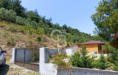 ARMUTLU FISTIKLI'DA ELEKTRİK SU ÇEKİLİ İÇİNDE EV OLAN ZEYTİNLİK