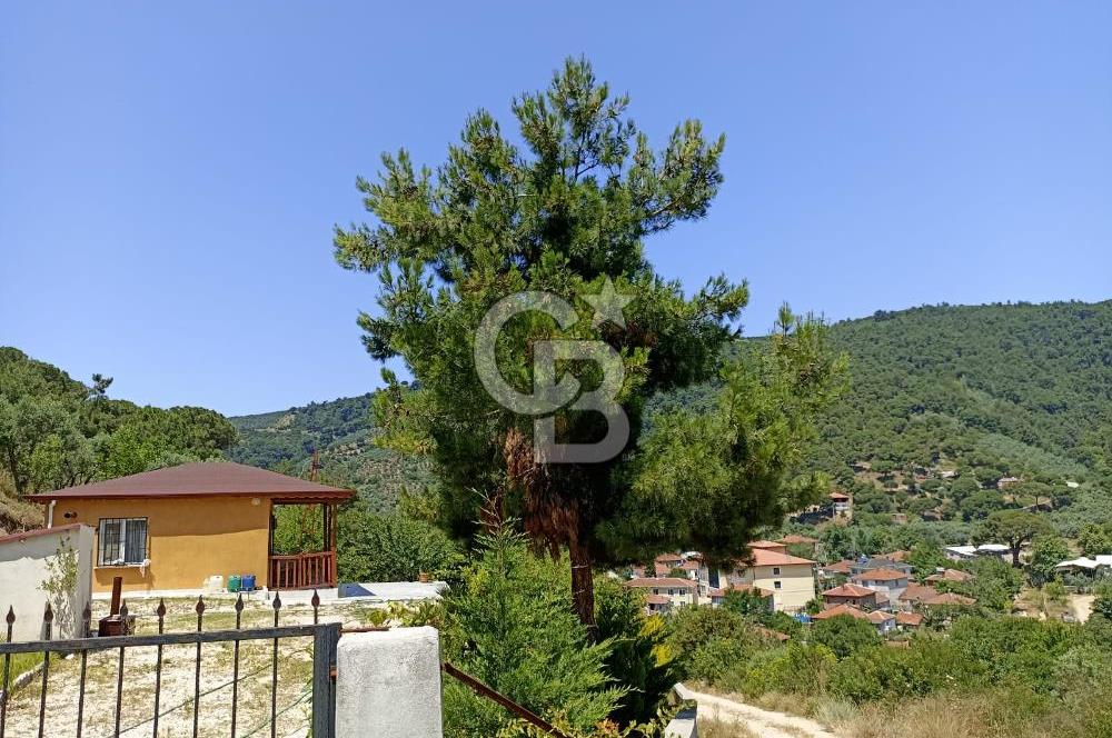 ARMUTLU FISTIKLI'DA ELEKTRİK SU ÇEKİLİ İÇİNDE EV OLAN ZEYTİNLİK