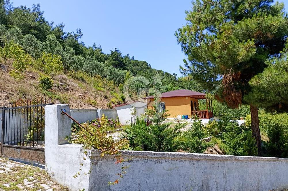 ARMUTLU FISTIKLI'DA ELEKTRİK SU ÇEKİLİ İÇİNDE EV OLAN ZEYTİNLİK