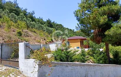 ARMUTLU FISTIKLI'DA ELEKTRİK SU ÇEKİLİ İÇİNDE EV OLAN ZEYTİNLİK