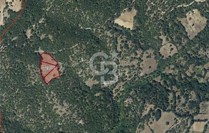 CB EAGLE'dan DURSUNBEY ŞABANLAR'DA 7.677 m² SATILIK 2 ADET TARLA