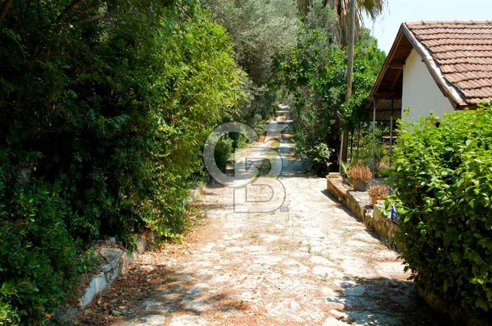  Urla Ağaçlı yol’da Satılık Müstakil Havuzlu Malikane