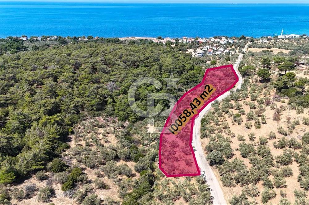 Çanakkale Ezine Tavaklı Satılık Asfalt Yola Cephe Zeytinlik