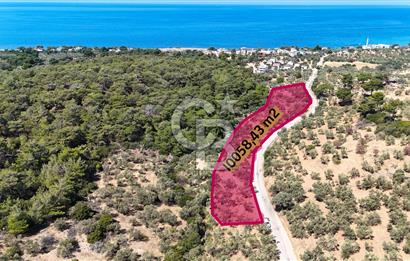 Çanakkale Ezine Tavaklı Satılık Asfalt Yola Cephe Zeytinlik