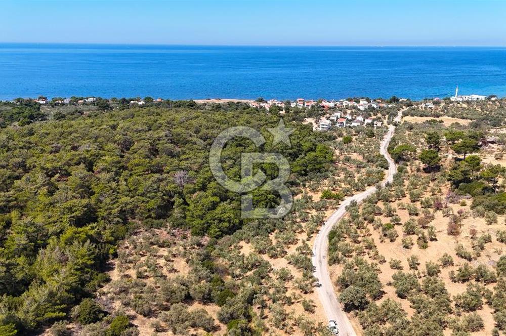Çanakkale Ezine Tavaklı Satılık Asfalt Yola Cephe Zeytinlik