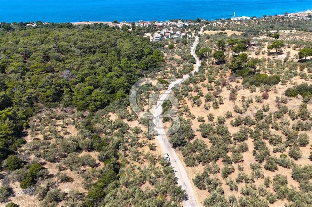 Çanakkale Ezine Tavaklı Satılık Asfalt Yola Cephe Zeytinlik