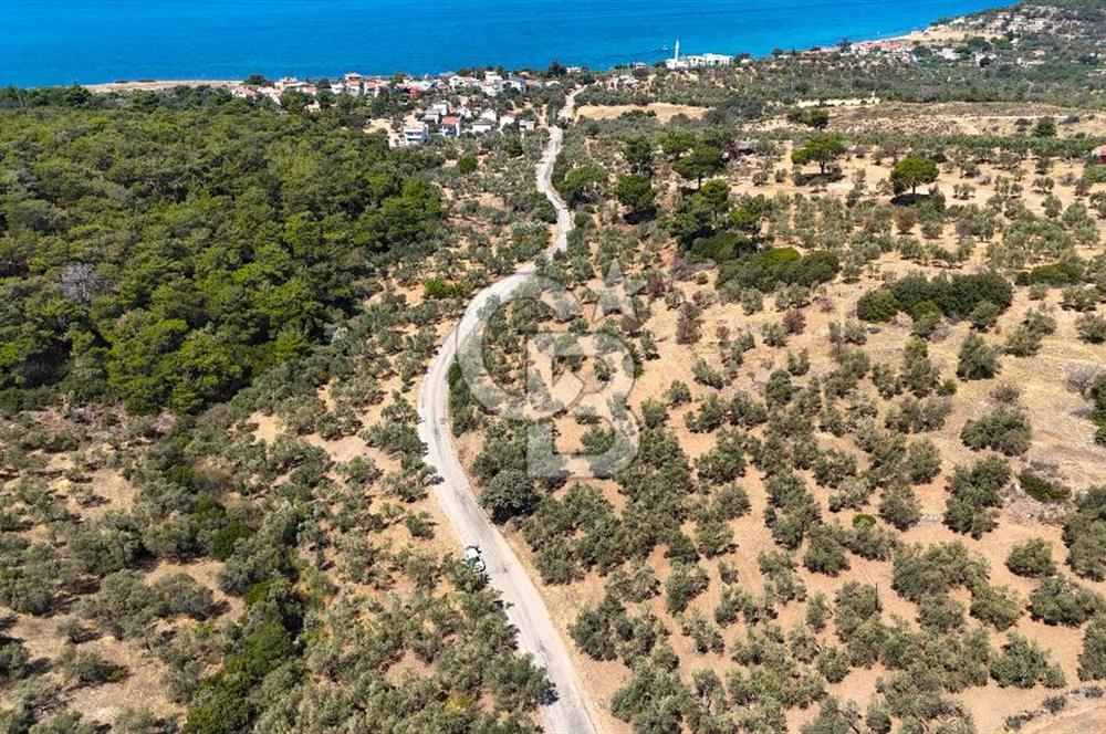 Çanakkale Ezine Tavaklı Satılık Asfalt Yola Cephe Zeytinlik