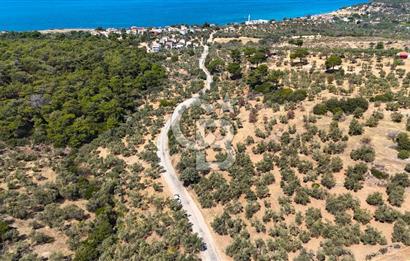 Çanakkale Ezine Tavaklı Satılık Asfalt Yola Cephe Zeytinlik