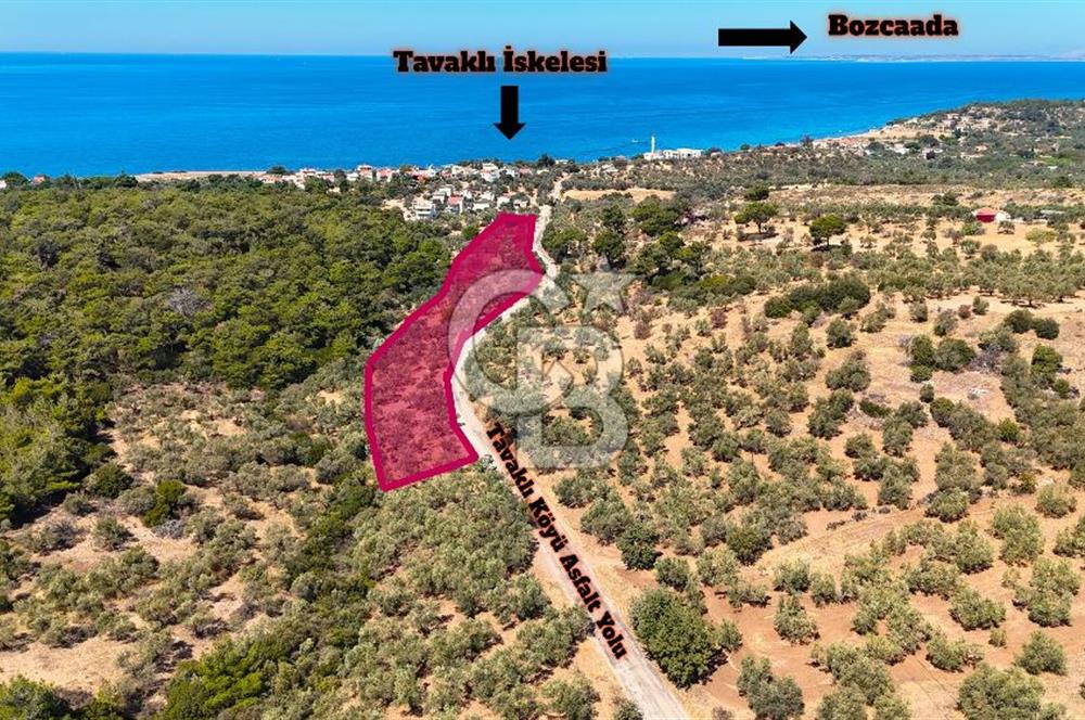 Çanakkale Ezine Tavaklı Satılık Asfalt Yola Cephe Zeytinlik