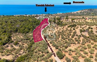 Çanakkale Ezine Tavaklı Satılık Asfalt Yola Cephe Zeytinlik