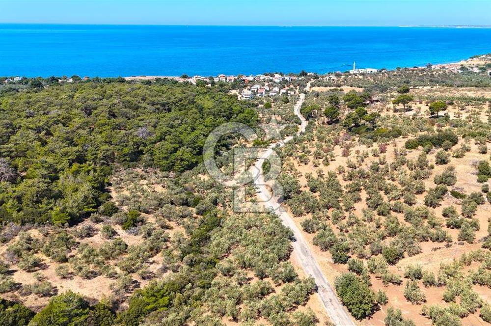 Çanakkale Ezine Tavaklı Satılık Asfalt Yola Cephe Zeytinlik
