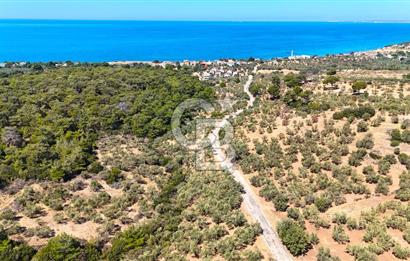 Çanakkale Ezine Tavaklı Satılık Asfalt Yola Cephe Zeytinlik