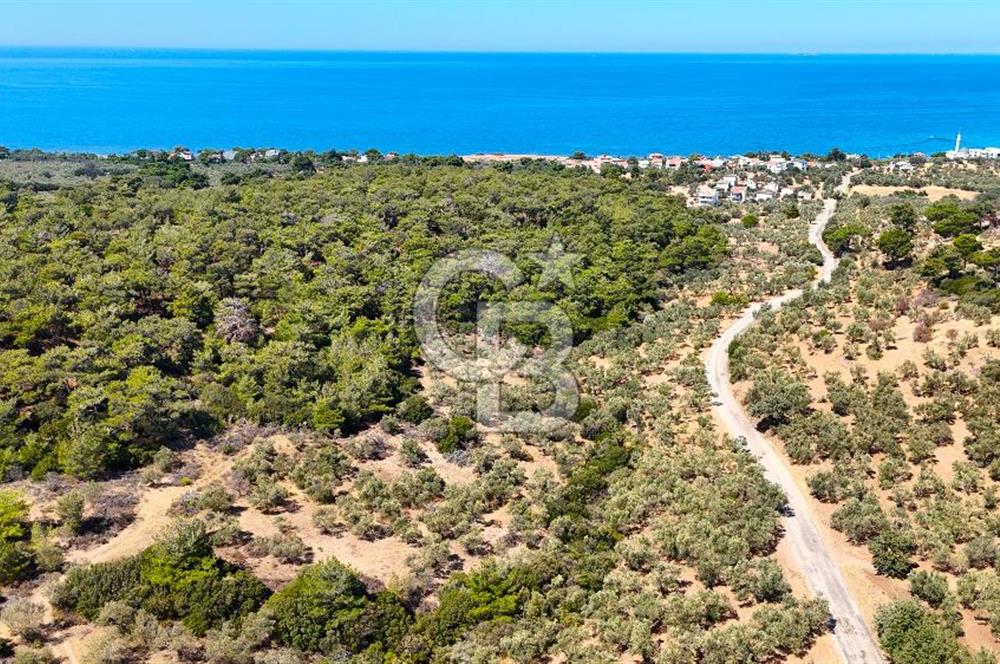 Çanakkale Ezine Tavaklı Satılık Asfalt Yola Cephe Zeytinlik