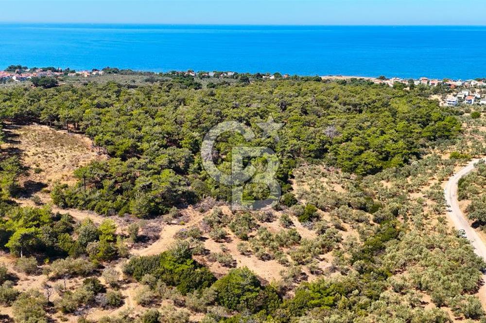 Çanakkale Ezine Tavaklı Satılık Asfalt Yola Cephe Zeytinlik