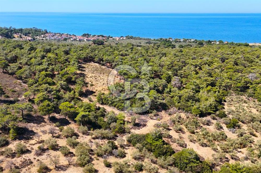 Çanakkale Ezine Tavaklı Satılık Asfalt Yola Cephe Zeytinlik