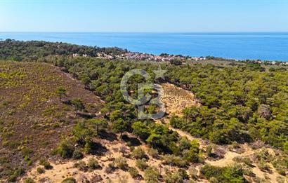 Çanakkale Ezine Tavaklı Satılık Asfalt Yola Cephe Zeytinlik